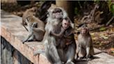 貴到離譜！實驗猴1隻漲到百萬 疑為泰國數百隻猴群失蹤主因