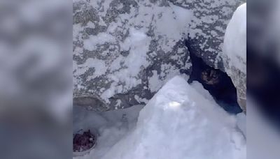 Beachgoers Notice A Tiny Face Hiding Under The Snow-Covered Rocks