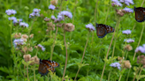 Texas wildflowers this spring will be especially lush because of the fall, winter rain