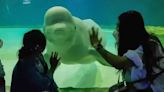 Activists launch ‘Free Bella’ campaign to save lonely beluga whale from Seoul mall