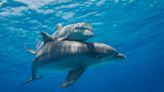 Video shows fishermen saving baby dolphin after discovering it trapped in anchor line: ‘The mother was trying to call us’