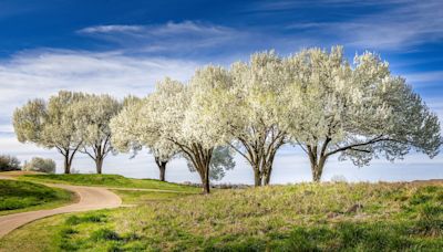 These Flowering Trees Are Actually Banned in Some States