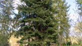 How to Grow and Care for a Grand Fir