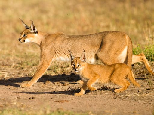 Caracal: A Jumper Extraordinaire With Satellite Dish Ears