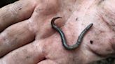 Be on the lookout for invasive, jumping "earthworms on steroids"