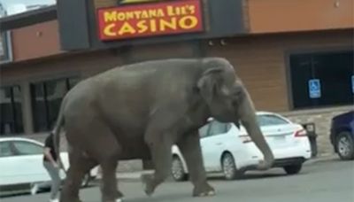 Elephant Roams Streets of Butte, Montana After Escaping from Circus: ‘Man, They Move Fast’