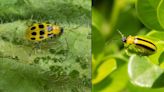 There are many ways to fight cucumber beetles