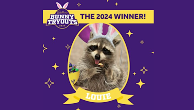 Rescue raccoon crowned 2024 Cadbury Bunny