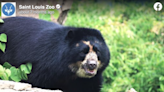 ‘Very curious’ bear named Ben escapes habitat at Saint Louis Zoo, captured hours later