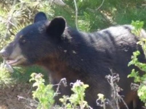 Black bear sighting in Scarborough raises concerns