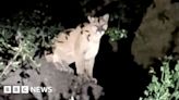 Video captures new mountain lion spotted in Hollywood