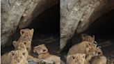 Video Of Four Cubs Walking Out Of Their Den And Playing Is Too Adorable To Miss - News18