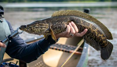 State officials offer thousands in grants to solve concerning issue in local waterways: 'It's imperative'