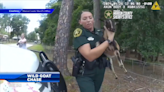 Marion County Police go on wild goat chase tracking down owner’s loose goat - WSVN 7News | Miami News, Weather, Sports | Fort Lauderdale