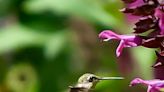 Want to welcome hummingbirds to your yard? An easy way to get started is with these totally tubular blooms