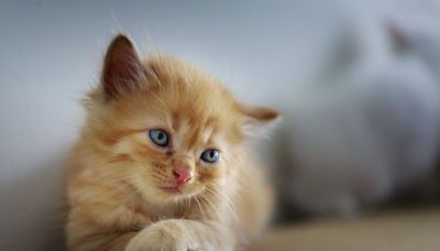 毛孩飼主看這！農業部曝寵物飼養與照顧指南 盼建立正確飼養觀念