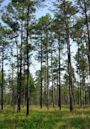 Longleaf pine