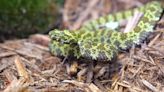 Bronx Zoo welcomes pair of new Mangshan pit vipers, one of the world’s rarest species of snakes