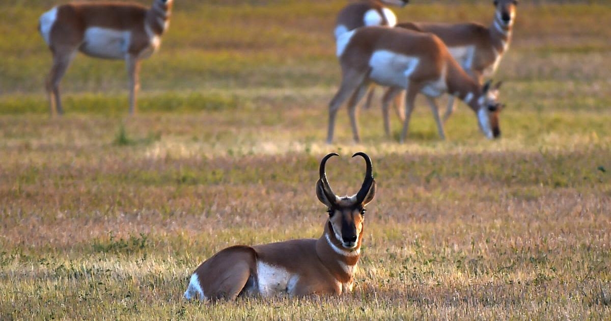 Montana pronghorn study identifies miles of migration barriers