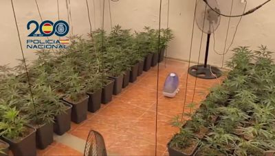 La Policía desarticula en Madrid una organización que mandaba marihuana a Alemania