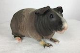 Skinny pig