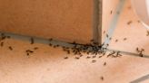 Stop ants entering your home permanently with pest control pro’s 1 natural item