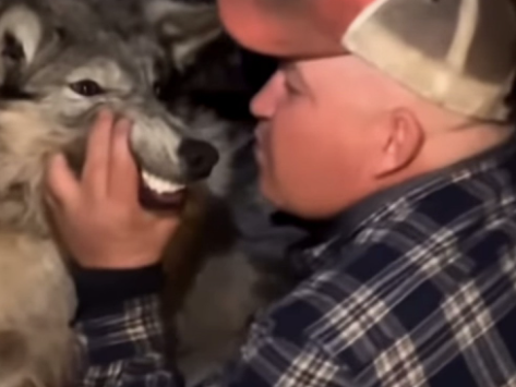 WOTR: In Wyoming, tormenting a wolf is not a big deal