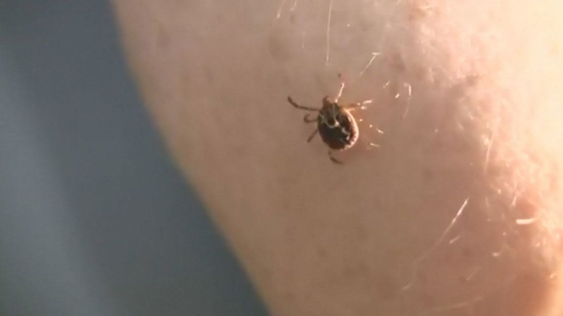 Warm weather may mean more ticks, tickborne illnesses