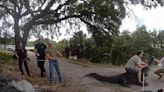 Florida authorities in video wrangle, remove massive alligator from pathway frequented by schoolchildren