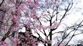 Washington, DC cherry blossom full bloom date revealed