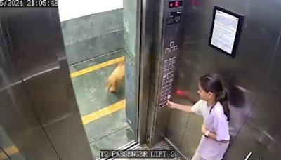 寵物犬闖進電梯突然抓狂 「撲到女童身上狂咬」攻擊畫面瘋傳