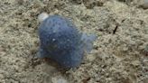 Mysterious ‘blue goo’ creature spotted in the Caribbean