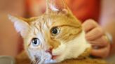 Bird flu found in house cats, mice in New Mexico, Texas, Oklahoma