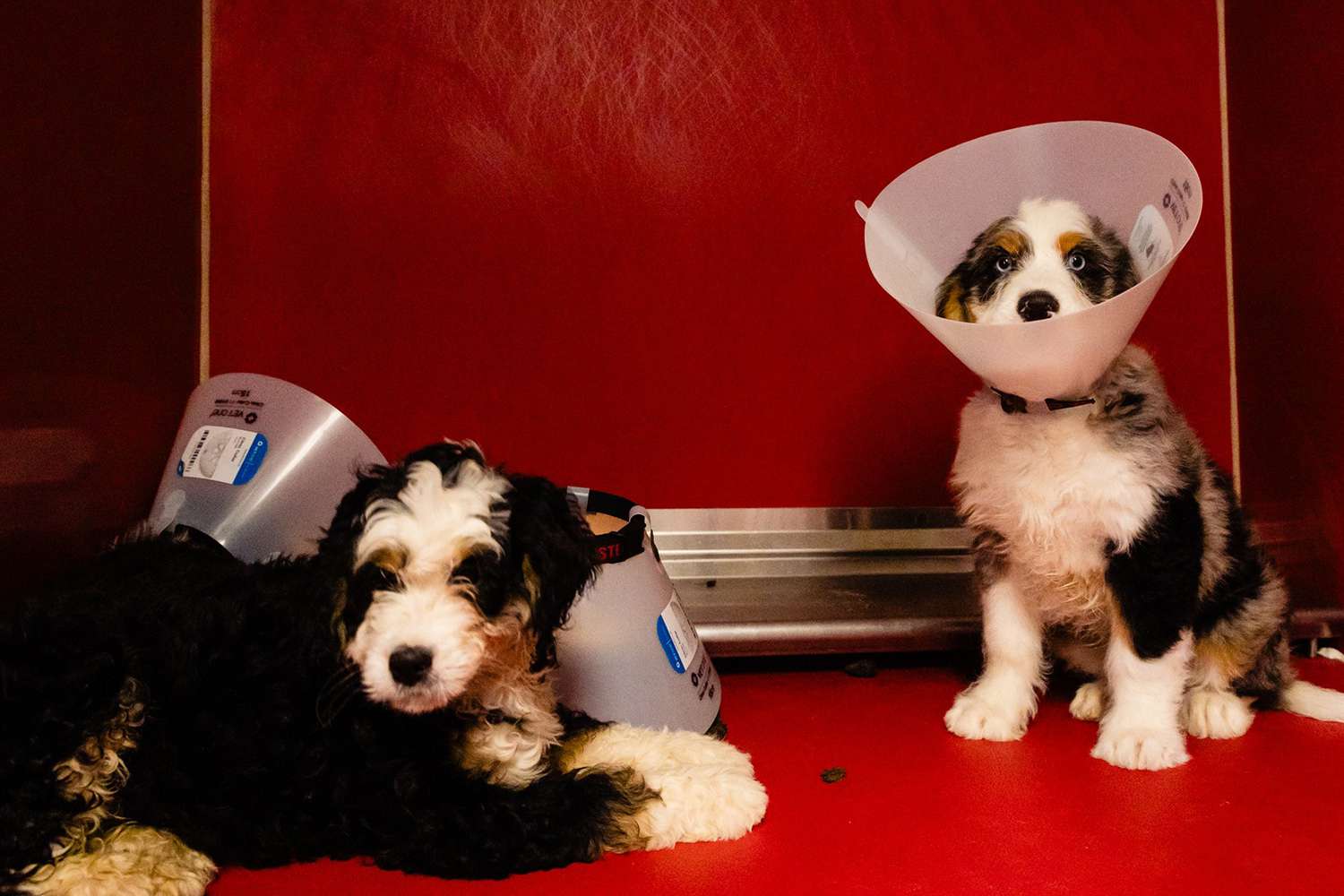 3 Bernedoodle Puppies Saved After Owner Leaves Dogs in Hot Car to Dine at Disney Springs