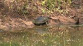 ‘They’re just cool critters,’ Turtles starting to get more active across Arkansas