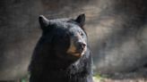 Columbus Zoo says failure of black bear Joan's hind legs forced euthanization decision