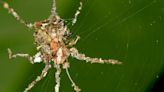 Esta araña hace "esculturas" de sí misma y tiene a los biólogos desconcertados