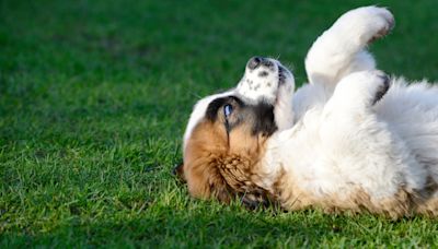 Kate Beckinsale's New Fitness Trainer Is the Most Adorable St. Bernard