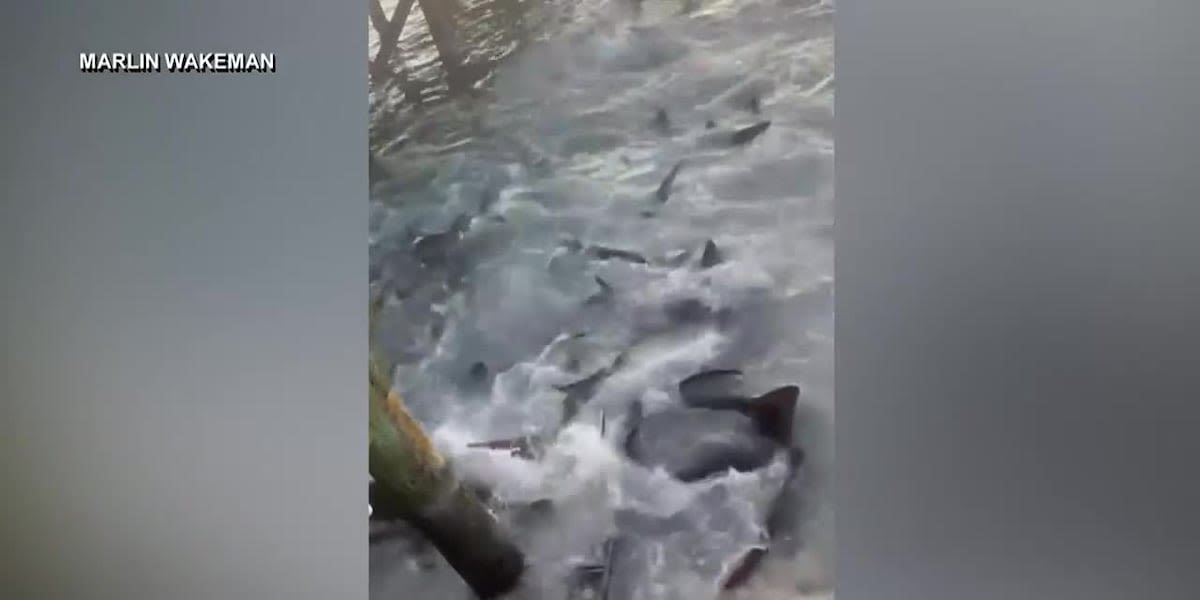 GRAPHIC: Florida man recovering after shark attack at a Bahamas marina