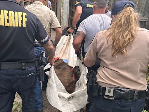 “Uninvited guest” found at Colorado Renaissance Festival: a black bear