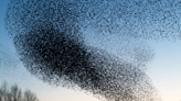 ABC News Shares Mesmerizing Video of Swarms of Starlings Flying in England