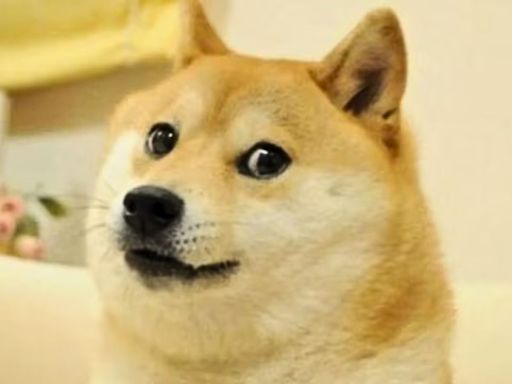 What is the story of Doge meme icon, Kabosu? | World News - The Indian Express