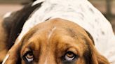 32 Hound Dog Breeds with Incredible Instincts