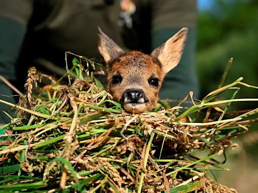 ‘Salvar a Bambi’, una iniciativa para rescatar cervatillos de morir triturados