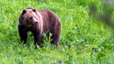 Grand Teton visitor seriously injured in grizzly bear attack