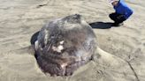 Rare 7-foot fish washed ashore on Oregon’s coast garners worldwide attention