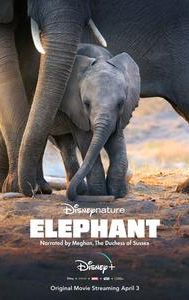 Elephant (2020 film)