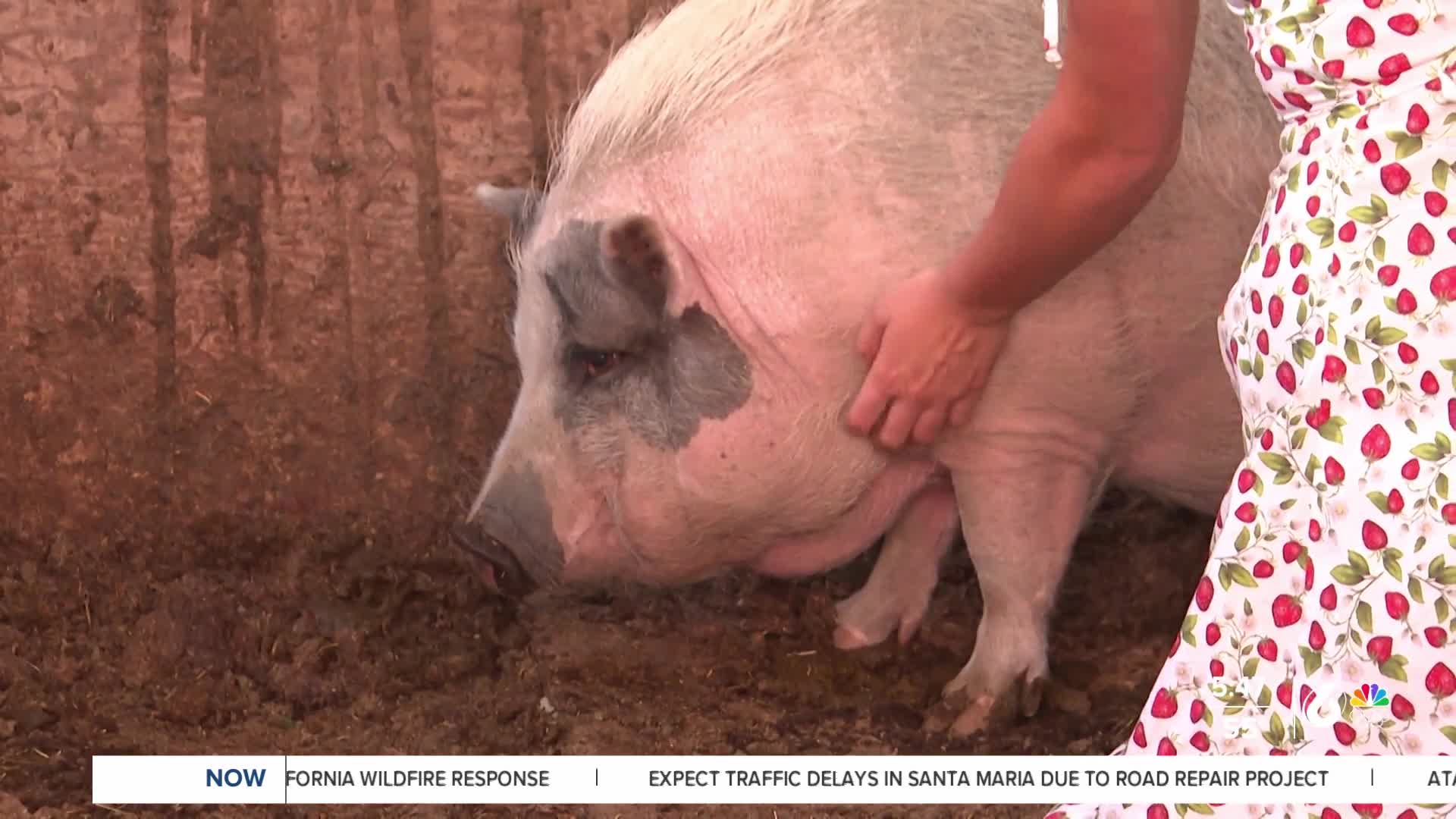 Santa Ynez local returns to rescue her pig amid Lake Fire evacuation orders