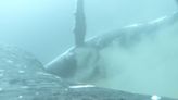 Humpback Whales Enjoy ‘Spa’ Time Together On The Ocean Floor