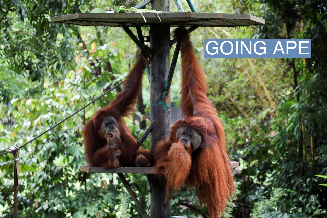 Malaysia's 'orangutan diplomacy' pitches apes for palm oil, their greatest threat